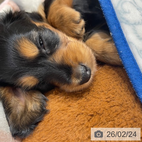 埼玉県のミニチュアダックスフンド(ロング) (ペットプラス ららぽーと富士見店/2025年12月19日生まれ/男の子/ブラックタン)の子犬の4枚目の画像