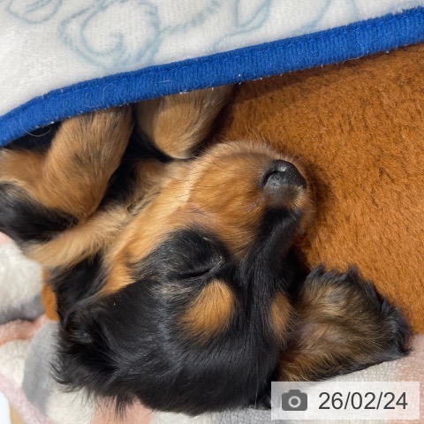 埼玉県のミニチュアダックスフンド(ロング) (ペットプラス ららぽーと富士見店/2025年12月19日生まれ/男の子/ブラックタン)の子犬の3枚目の画像