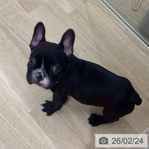 宮城県のフレンチブルドッグ (ペットプラス 仙台上杉店/2025年12月18日生まれ/男の子/ブリンドルホワイト)の子犬の4枚目の画像