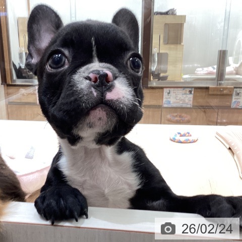 宮城県のフレンチブルドッグ (ペットプラス 仙台上杉店/2025年12月18日生まれ/男の子/ブリンドルホワイト)の子犬の3枚目の画像