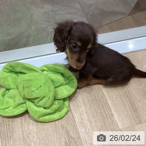宮城県のミニチュアダックスフンド(ロング) (ペットプラス 名取店/2025年12月23日生まれ/男の子/チョコレートタン)の子犬の3枚目の画像