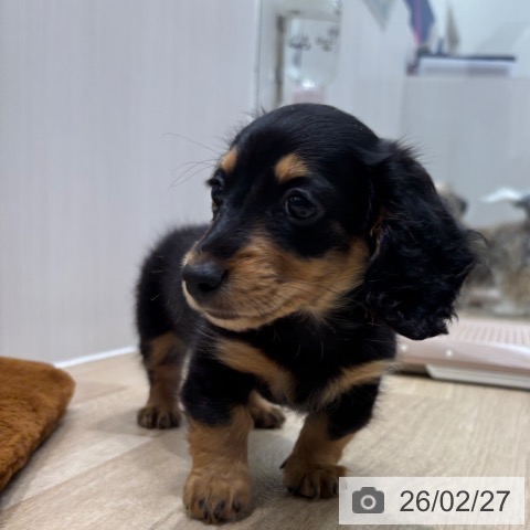 千葉県のミニチュアダックスフンド(ロング) (ペットプラス 木更津店/2025年12月20日生まれ/女の子/ブラックタン)の子犬の4枚目の画像