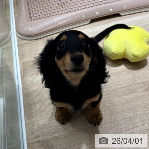 千葉県のミニチュアダックスフンド(ロング) (ペットプラス 木更津店/2025年12月20日生まれ/女の子/ブラックタン)の子犬の4枚目の画像