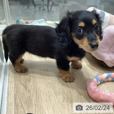 千葉県のミニチュアダックスフンド(ロング) (ペットプラス 木更津店/2025年12月20日生まれ/女の子/ブラックタン)の子犬の3枚目の画像