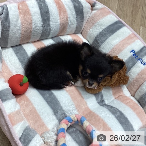 埼玉県のチワワ(ロング) (ペットプラス ピオニウォーク東松山店/2025年12月22日生まれ/女の子/ブラックタンホワイト)の子犬の4枚目の画像