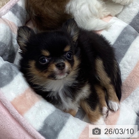 埼玉県のチワワ(ロング) (ペットプラス ピオニウォーク東松山店/2025年12月22日生まれ/女の子/ブラックタンホワイト)の子犬の4枚目の画像