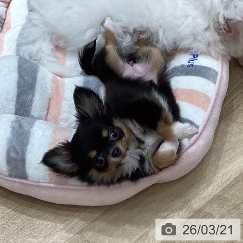 埼玉県のチワワ(ロング) (ペットプラス ピオニウォーク東松山店/2025年12月22日生まれ/女の子/ブラックタンホワイト)の子犬の4枚目の画像