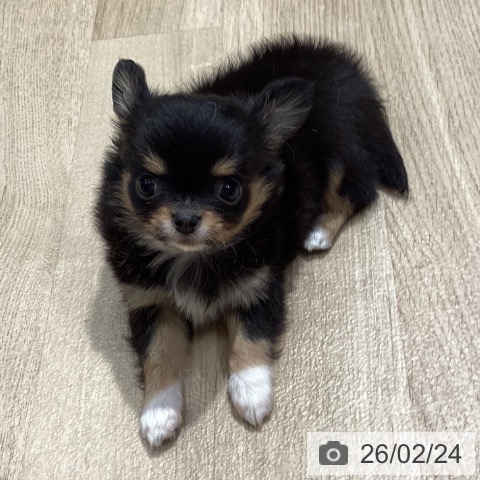 埼玉県のチワワ(ロング) (ペットプラス ピオニウォーク東松山店/2025年12月22日生まれ/女の子/ブラックタンホワイト)の子犬の4枚目の画像