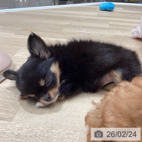 埼玉県のチワワ(ロング) (ペットプラス ピオニウォーク東松山店/2025年12月22日生まれ/女の子/ブラックタンホワイト)の子犬の3枚目の画像