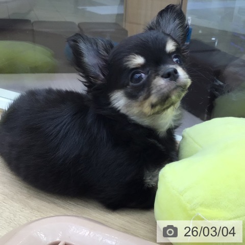 東京都のチワワ(ロング) (ペットプラス 日の出店/2025年12月22日生まれ/女の子/ブラックタンホワイト)の子犬の3枚目の画像