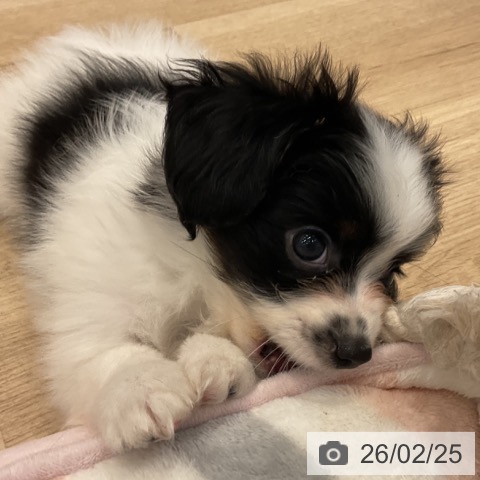 群馬県のパピヨン (ペットプラス イオンモール太田店/2025年12月23日生まれ/男の子/ホワイトブラック)の子犬の3枚目の画像