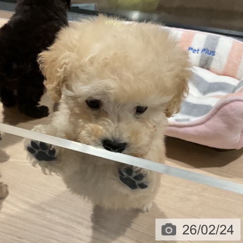 トイ・プードルの写真