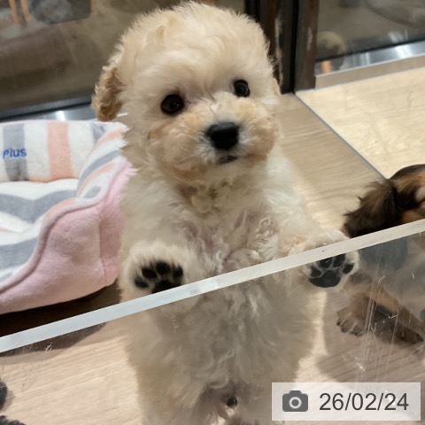 トイ・プードルの写真