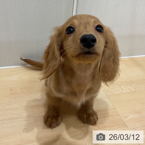 千葉県のミニチュアダックスフンド(ロング) (ペットプラス 成田店/2025年12月23日生まれ/男の子/ゴールド)の子犬の3枚目の画像