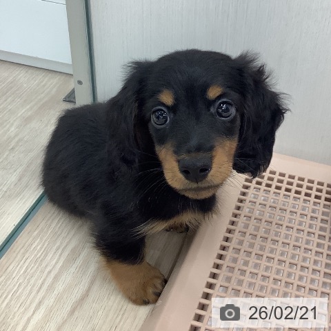 ミニチュア・ダックスフンドの写真