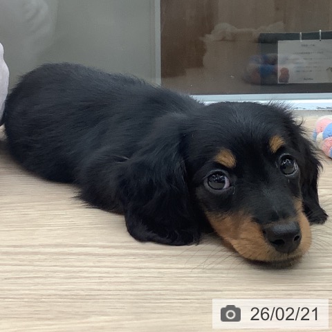 ミニチュア・ダックスフンドの写真