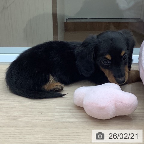 ミニチュア・ダックスフンドの写真