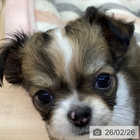 東京都のチワワ(ロング) (ペッツワン 南砂町SUNAMO店/2025年12月21日生まれ/女の子/フォーンホワイト)の子犬の4枚目の画像