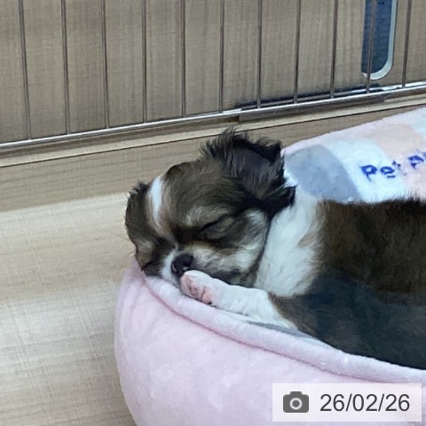 東京都のチワワ(ロング) (ペッツワン 南砂町SUNAMO店/2025年12月21日生まれ/女の子/フォーンホワイト)の子犬の3枚目の画像