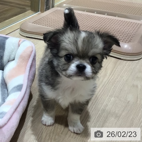 神奈川県のチワワ(ロング) (ペットプラス 川崎ルフロン店/2025年12月21日生まれ/男の子/フォーンホワイト)の子犬の4枚目の画像