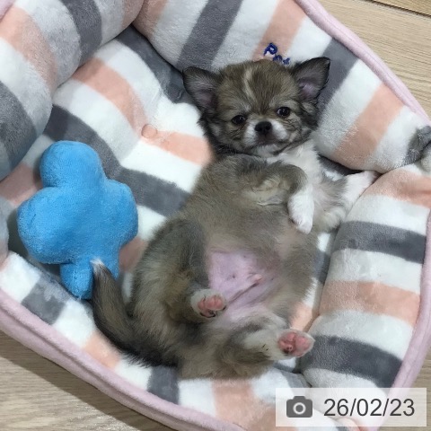 神奈川県のチワワ(ロング) (ペットプラス 川崎ルフロン店/2025年12月21日生まれ/男の子/フォーンホワイト)の子犬の3枚目の画像