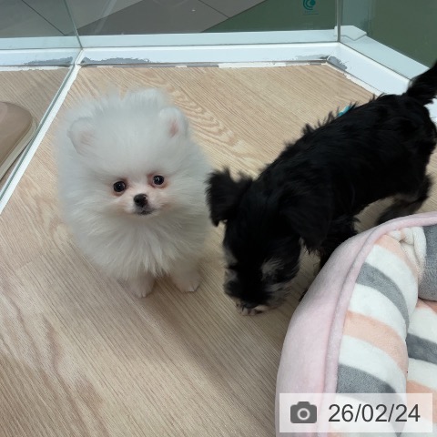 埼玉県のポメラニアン (ペットプラス 上尾店/2025年12月19日生まれ/女の子/クリーム)の子犬の4枚目の画像