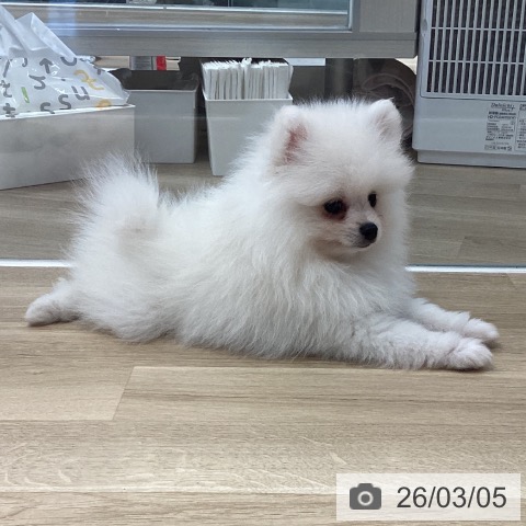 茨城県のポメラニアン (ペットプラス つくば店/2025年12月19日生まれ/男の子/クリーム)の子犬の4枚目の画像