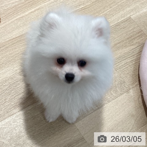 茨城県のポメラニアン (ペットプラス つくば店/2025年12月19日生まれ/男の子/クリーム)の子犬の3枚目の画像