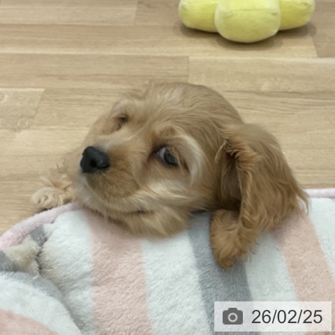 群馬県のアメリカンコッカースパニエル (ペットプラス イオンモール太田店/2025年12月15日生まれ/男の子/バフ)の子犬の3枚目の画像