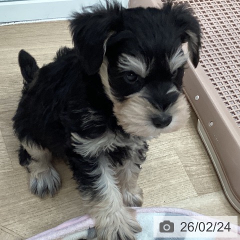 埼玉県のミニチュアシュナウザー (ペットプラス イオンモール春日部店/2025年12月23日生まれ/男の子/ブラックシルバー)の子犬の3枚目の画像