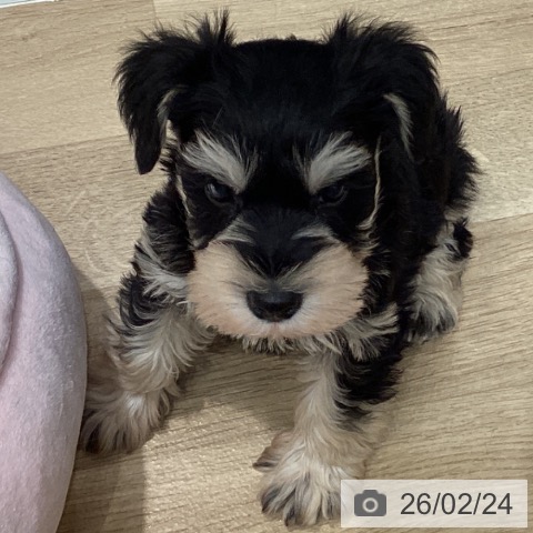 埼玉県のミニチュアシュナウザー (ペットプラス イオンモール春日部店/2025年12月23日生まれ/男の子/ブラックシルバー)の子犬の3枚目の画像