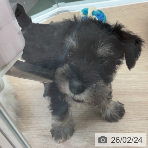 埼玉県のミニチュアシュナウザー (ペットプラス 上尾店/2025年12月23日生まれ/男の子/ブラックシルバー)の子犬の4枚目の画像