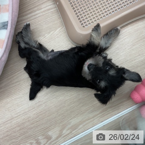 埼玉県のミニチュアシュナウザー (ペットプラス 上尾店/2025年12月23日生まれ/男の子/ブラックシルバー)の子犬の3枚目の画像