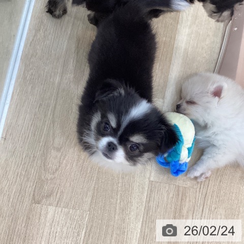 群馬県のチワワ(ロング) (ペットプラス 前橋店/2025年12月18日生まれ/女の子/ブラックタンホワイト)の子犬の3枚目の画像