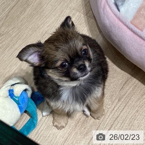 東京都のチワワ(ロング) (ペットプラス 立川高島屋S.C.店/2025年12月22日生まれ/女の子/フォーンホワイト)の子犬の4枚目の画像