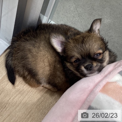 東京都のチワワ(ロング) (ペットプラス 立川高島屋S.C.店/2025年12月22日生まれ/女の子/フォーンホワイト)の子犬の3枚目の画像