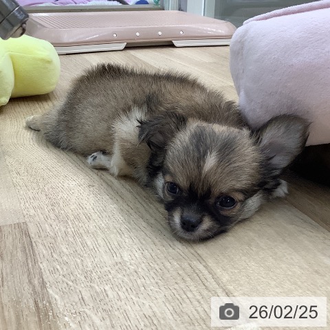 東京都のチワワ(ロング) (ペットプラス 日の出店/2025年12月22日生まれ/女の子/フォーンホワイト)の子犬の3枚目の画像