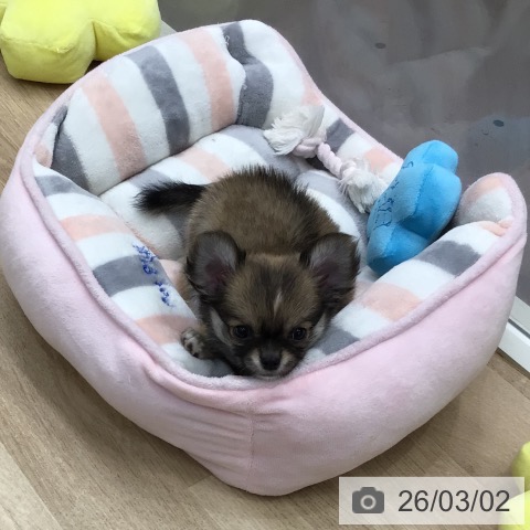 東京都のチワワ(ロング) (ペットプラス 日の出店/2025年12月22日生まれ/女の子/フォーンホワイト)の子犬の3枚目の画像