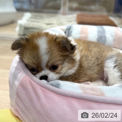 東京都のチワワ(ロング) (ペットプラス アクアシティお台場店/2025年12月22日生まれ/男の子/フォーンホワイト)の子犬の4枚目の画像