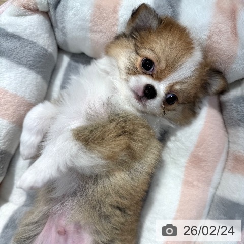 東京都のチワワ(ロング) (ペットプラス アクアシティお台場店/2025年12月22日生まれ/男の子/フォーンホワイト)の子犬の3枚目の画像