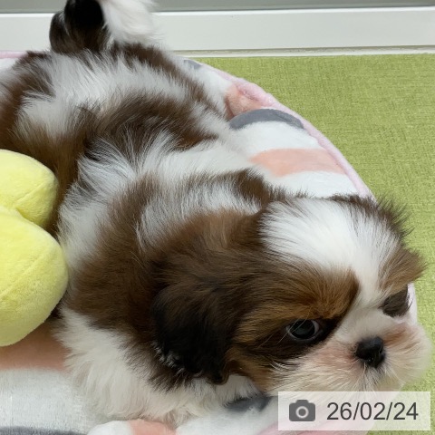 千葉県のシーズー (ペットプラス 成田店/2025年12月24日生まれ/男の子/ゴールドホワイト)の子犬の4枚目の画像