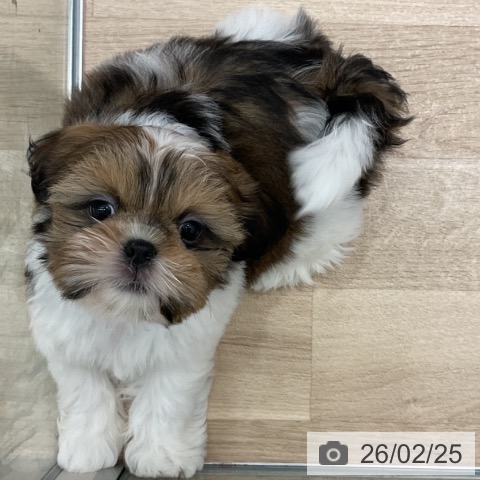 群馬県のシーズー (ペットプラス イオンモール太田店/2025年12月24日生まれ/男の子/ゴールドホワイト)の子犬の3枚目の画像