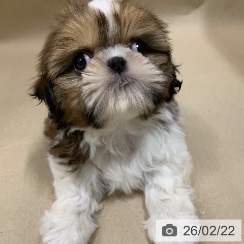 シー・ズーの写真