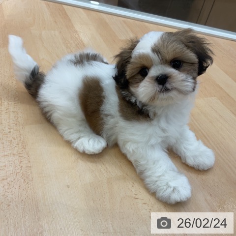 シー・ズーの写真