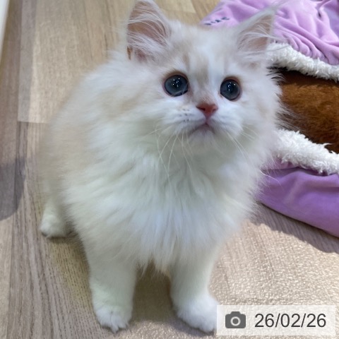 東京都のミヌエット (ペットプラス 東久留米店/2025年12月2日生まれ/男の子/カメオタビーホワイト)の子猫の4枚目の画像