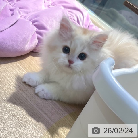 東京都のミヌエット (ペットプラス 東久留米店/2025年12月2日生まれ/男の子/カメオタビーホワイト)の子猫の3枚目の画像