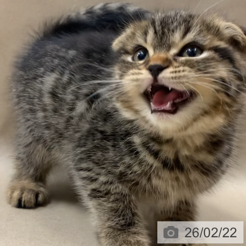 スコティッシュフォールドの写真