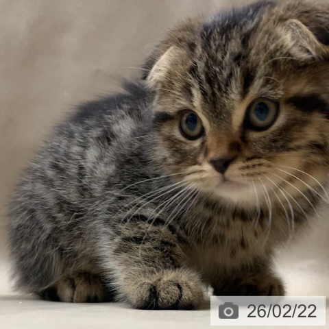 スコティッシュフォールドの写真