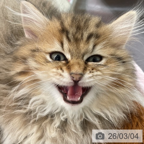 埼玉県のミヌエット (ペットプラス ららぽーと富士見店/2025年12月23日生まれ/男の子/ブラウンタビー)の子猫の3枚目の画像