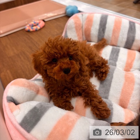 千葉県のトイプードル(トイ) (ペッツワン 千葉ニュータウン店/2025年12月24日生まれ/男の子/レッド)の子犬の3枚目の画像